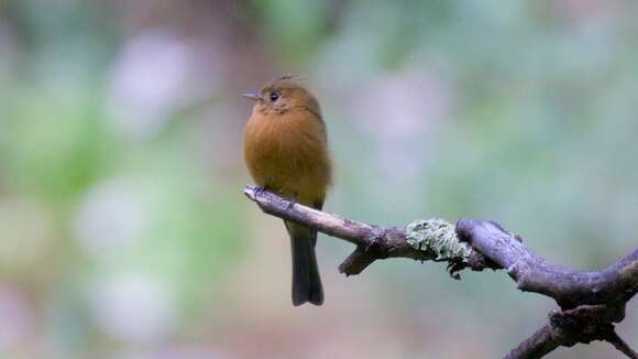 Image of Tufted flycatchers