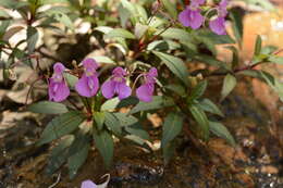 Image of Impatiens tangachee Bedd.