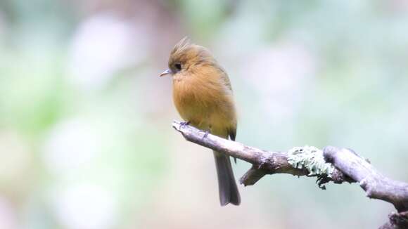 Image of Tufted flycatchers