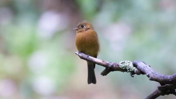 Image of Tufted flycatchers