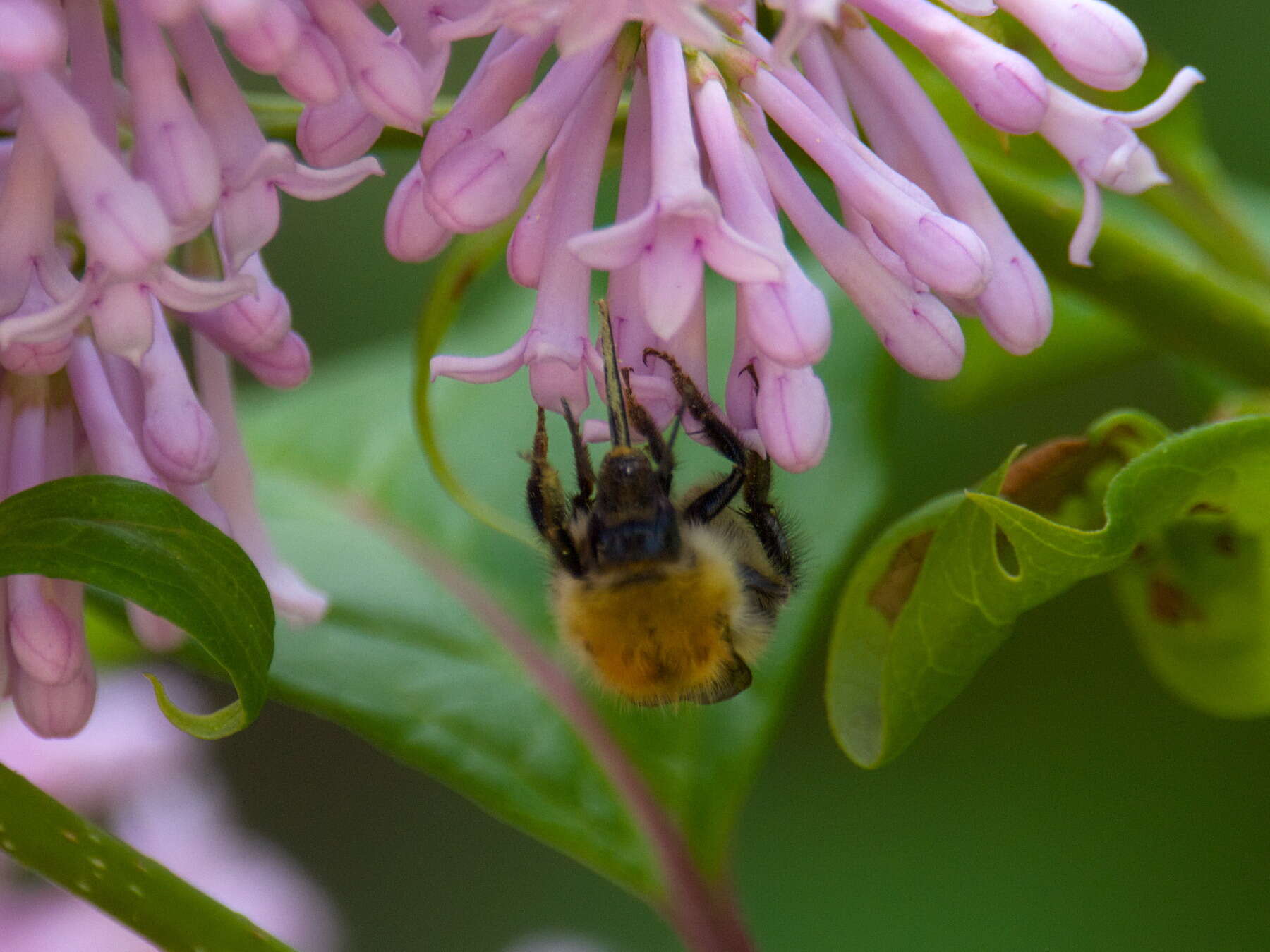 Слика од Bombus consobrinus Dahlbom 1832