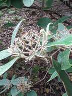 Image of Leatherleaf Viburnum