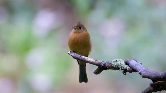 Image of Tufted flycatchers