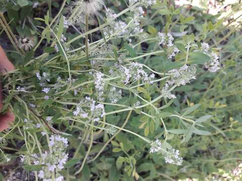 Image of Thymus pulegioides subsp. pannonicus (All.) Kerguélen