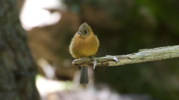 Image of Tufted flycatchers