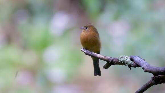 Image of Tufted flycatchers