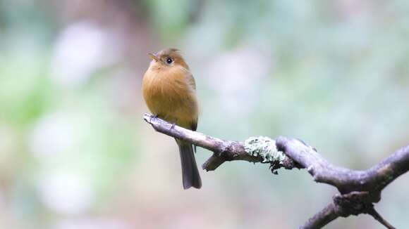 Image of Tufted flycatchers