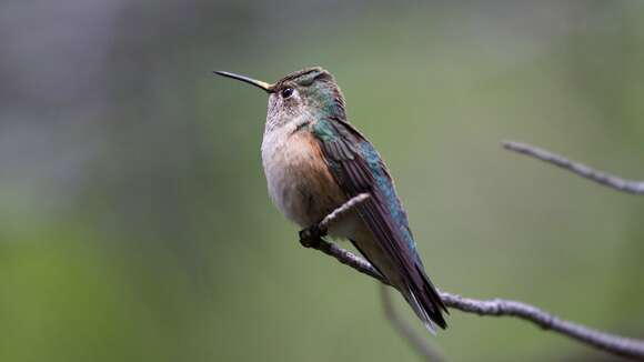 Image of Broad-tailed Hummingbird