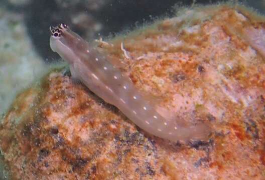 Image of Queensland Blenny