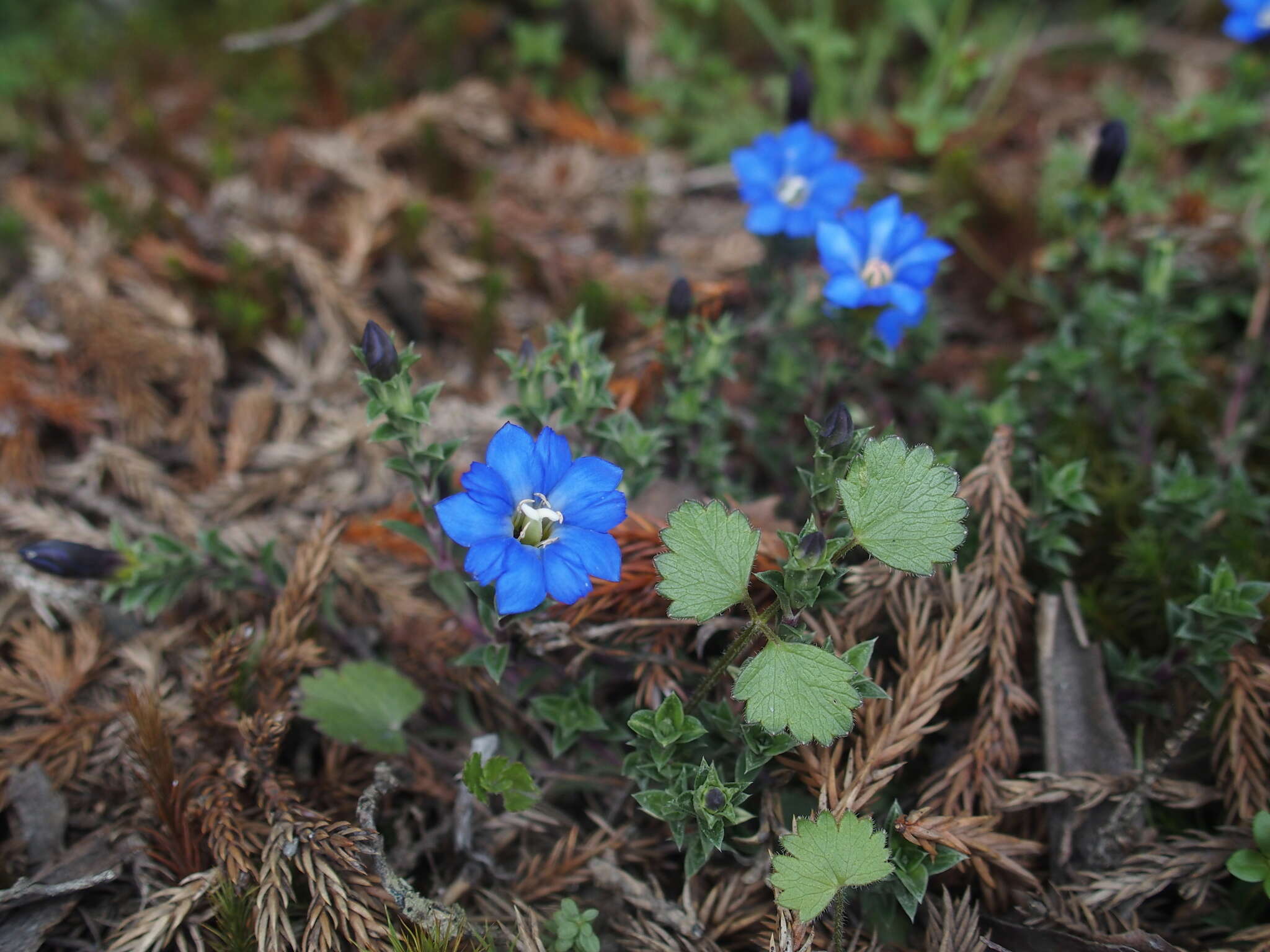 صورة Gentiana arisanensis Hayata