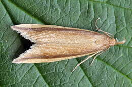 Image of Scarce Water-veneer