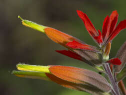 Слика од Castilleja integrifolia L. fil.