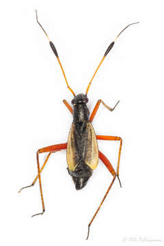 صورة Aphanosoma