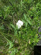 Image of low false bindweed