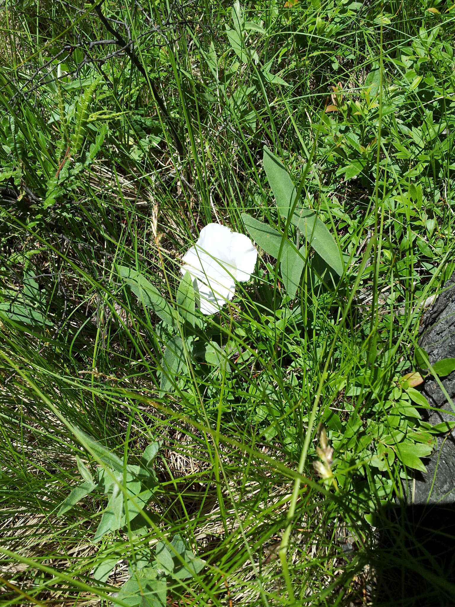 Image of low false bindweed