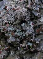 Image of Clam lichens