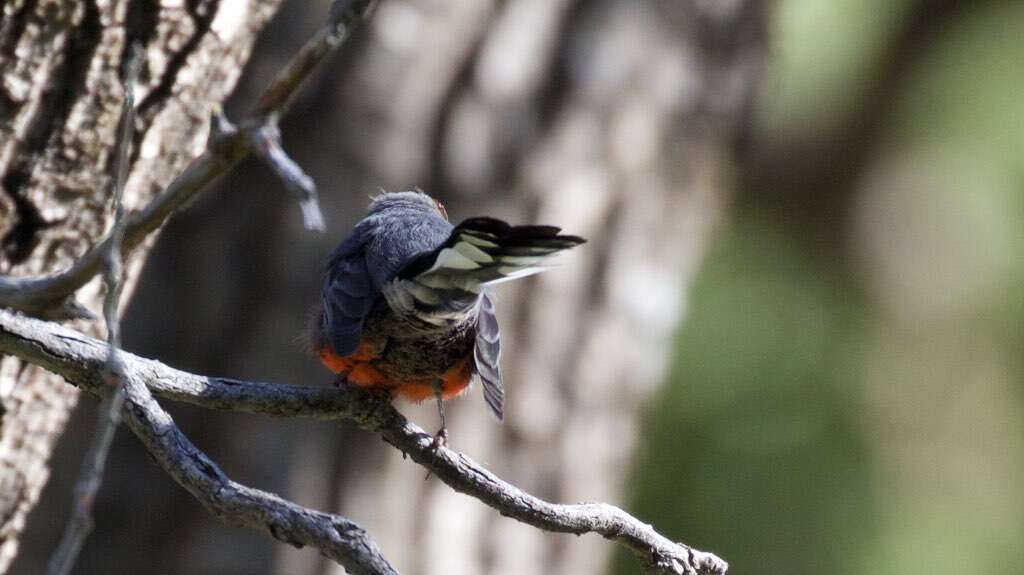 Image of Slate-throated Whitestart