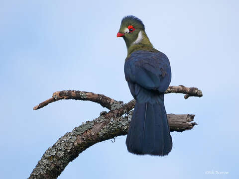 Image of White-cheeked Turaco