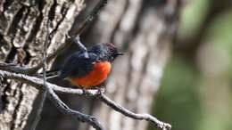 Image of Slate-throated Whitestart