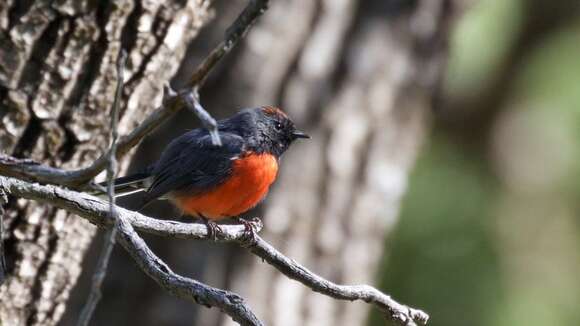 Image of Slate-throated Whitestart