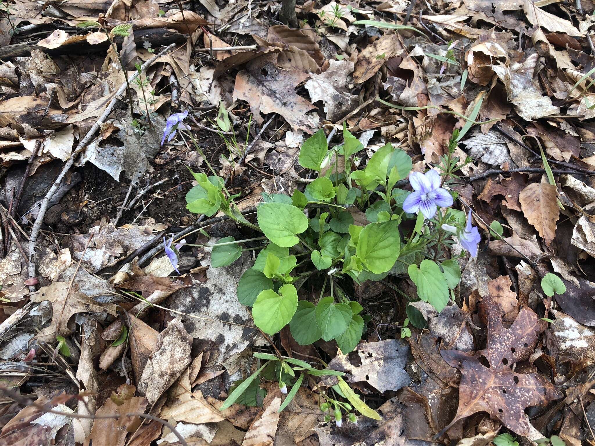 Слика од Viola brauniae Grover ex T. S. Cooperrider