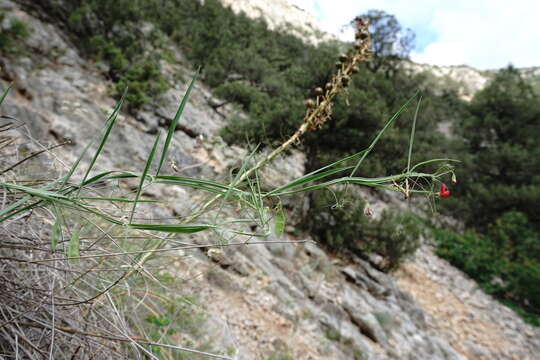 Lathyrus setifolius L.的圖片