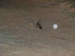 Image of Indian Nightjar