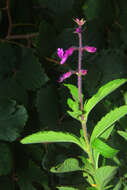 Image of Ocimum serratum (Schltr.) A. J. Paton