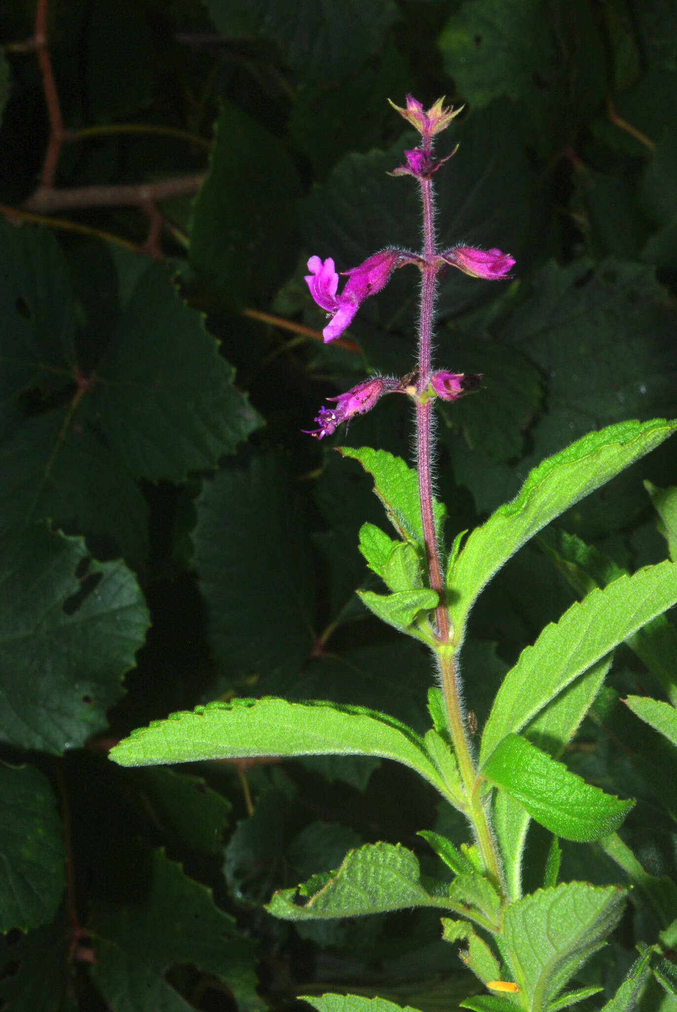 Image de Ocimum serratum (Schltr.) A. J. Paton