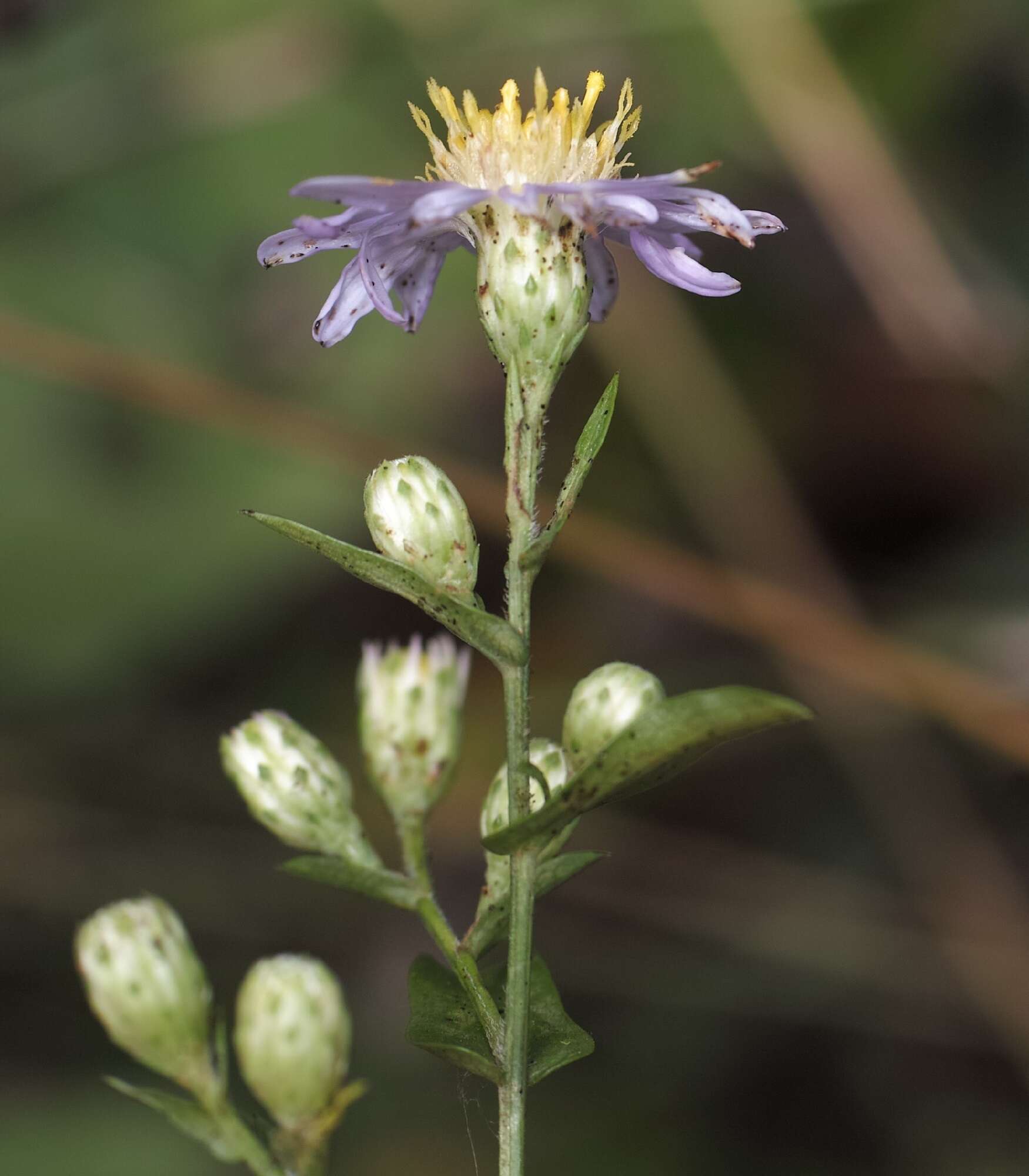 Image of smooth blue aster