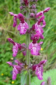 Слика од Stachys sylvatica L.