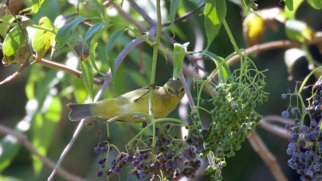 Image of Orange-crowned Warbler