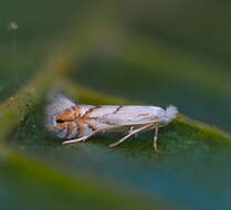 Phyllonorycter tenerella (de Joannis 1915)的圖片