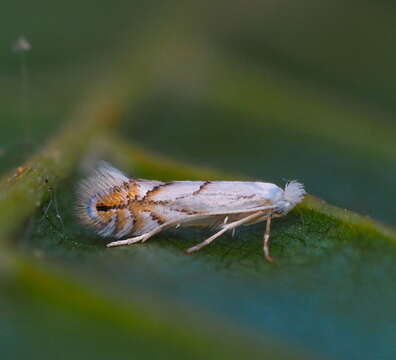 Phyllonorycter tenerella (de Joannis 1915)的圖片