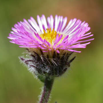 Image de Erigeron caucasicus Stev.