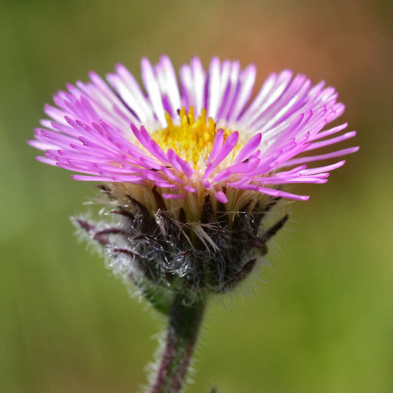 Image de Erigeron caucasicus Stev.