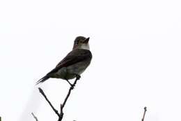 Image of Olive-Sided Flycatcher