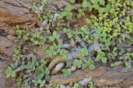 Tylecodon decipiens H. Tölken resmi