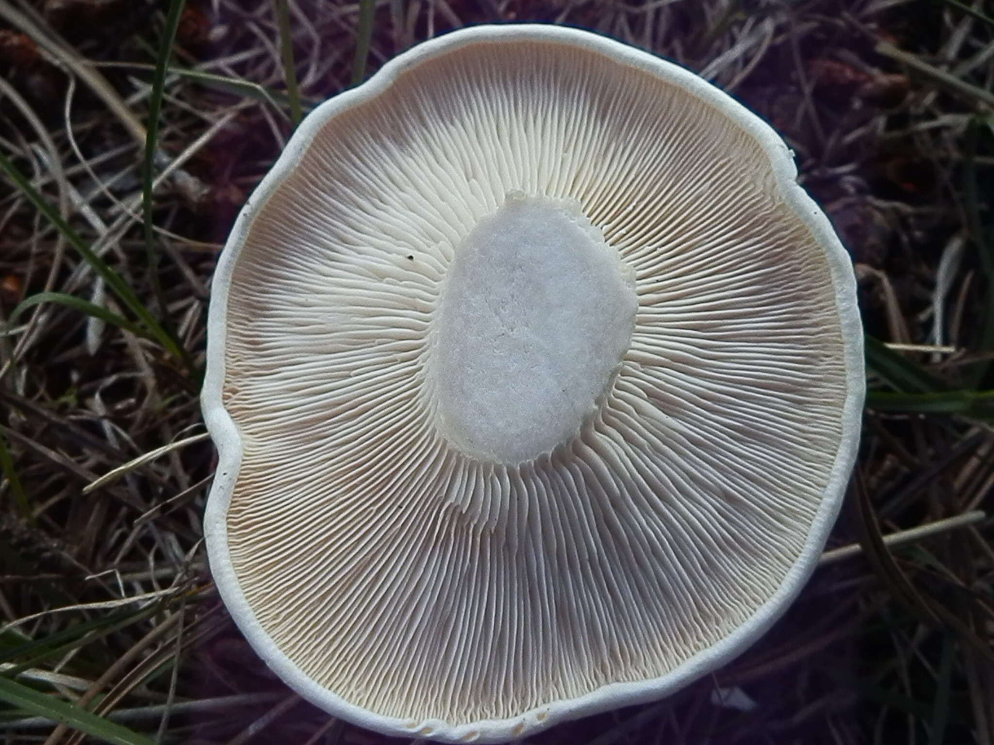 Image of Leucopaxillus paradoxus (Costantin & L. M. Dufour) Boursier 1925