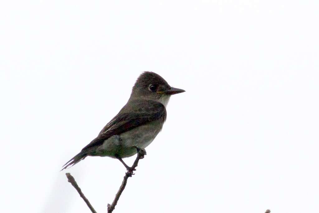 Image of Olive-Sided Flycatcher