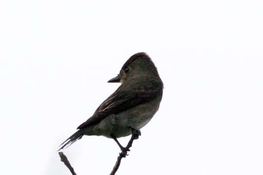 Image of Olive-Sided Flycatcher