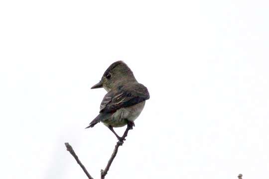 Image of Olive-Sided Flycatcher