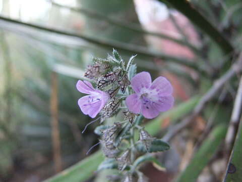 Plancia ëd Loeselia coerulea (Cav.) G. Don