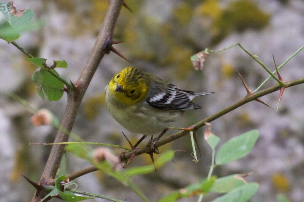 Image of Hermit Warbler