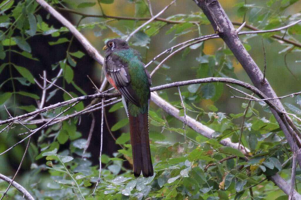 Imagem de Trogon elegans Gould 1834