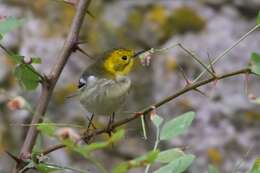 Image of Hermit Warbler