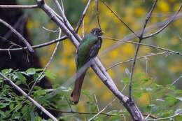 Imagem de Trogon elegans Gould 1834