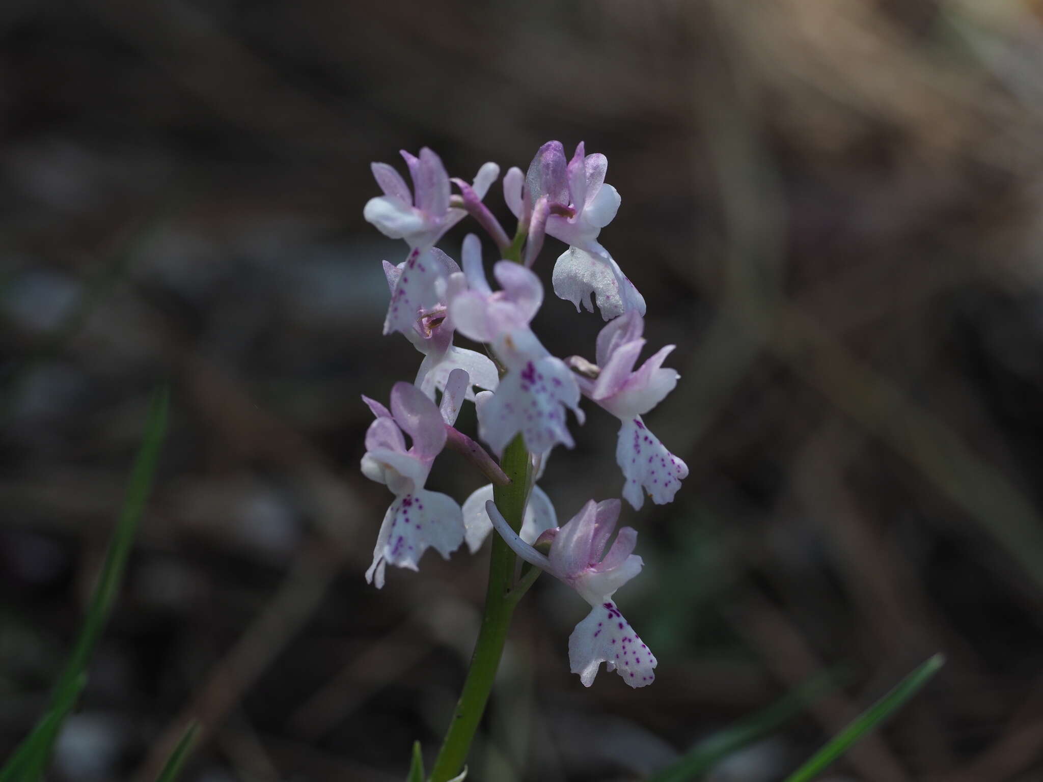 Image of Orchis olbiensis Reut. ex Gren.