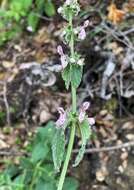 Imagem de Stachys rigida subsp. quercetorum (A. Heller) Epling