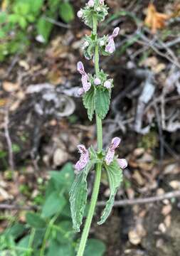 Слика од Stachys rigida subsp. quercetorum (A. Heller) Epling